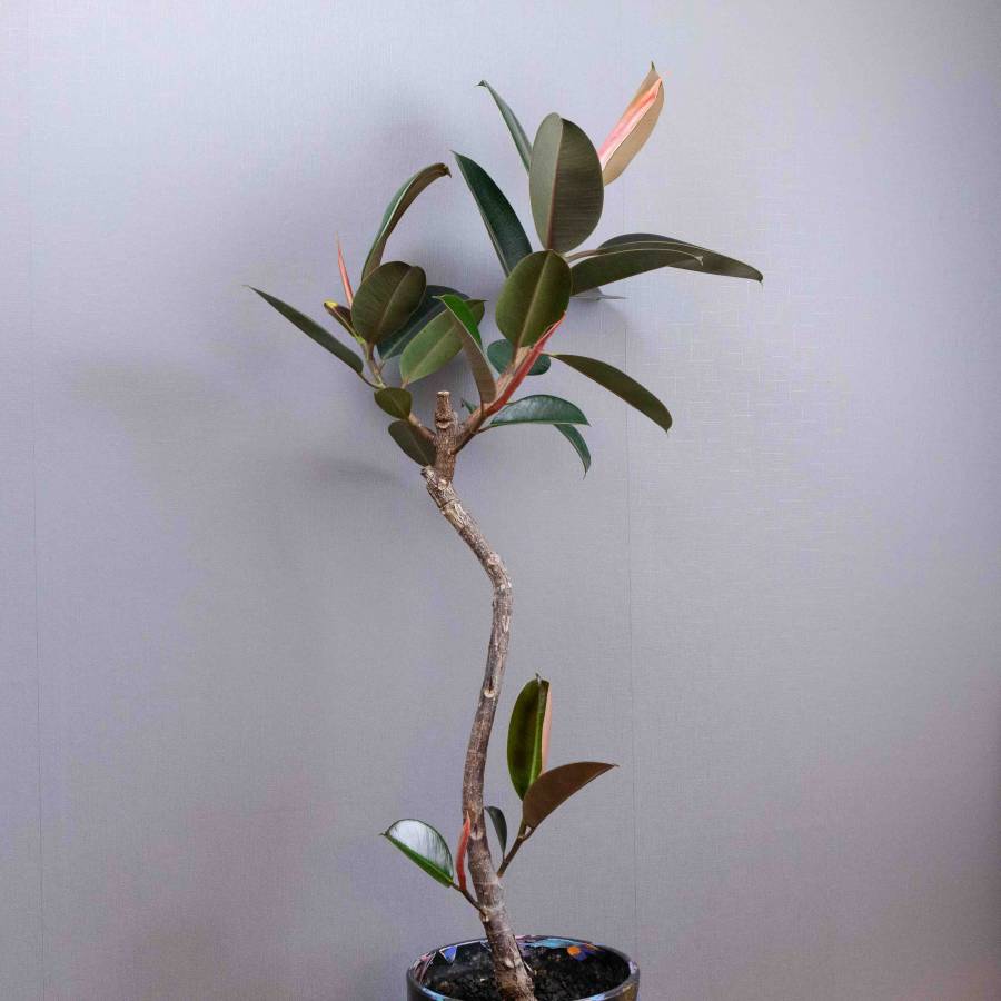 LABELpot FICUS ELASTICA "BURGUNDY"