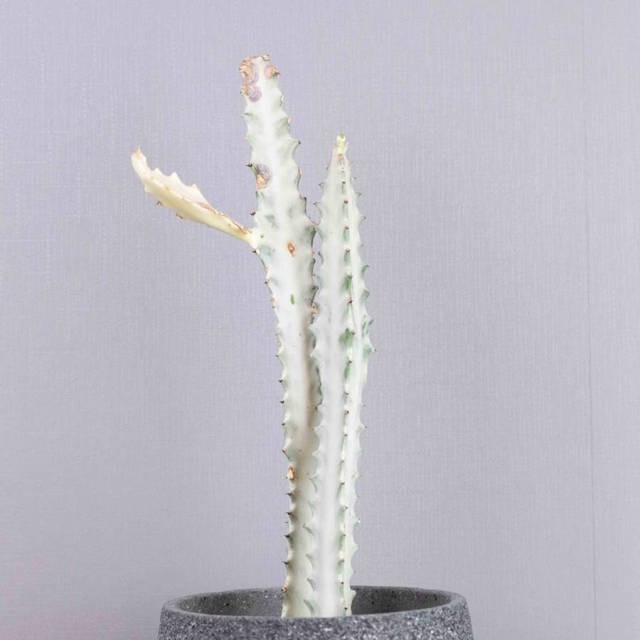 Euphorbia Whiteghost 001