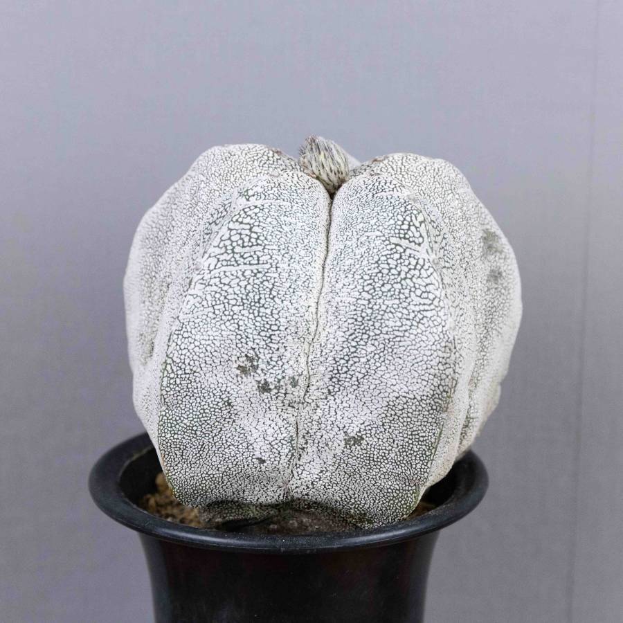 Astrophytum Myriostigma 001