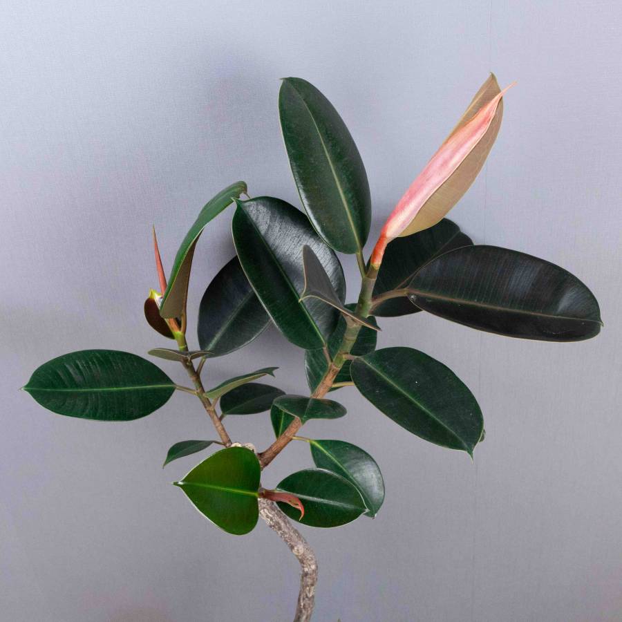 LABELpot FICUS ELASTICA "BURGUNDY"