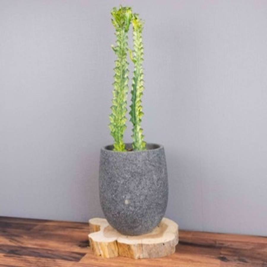 Euphorbia Lactea 001