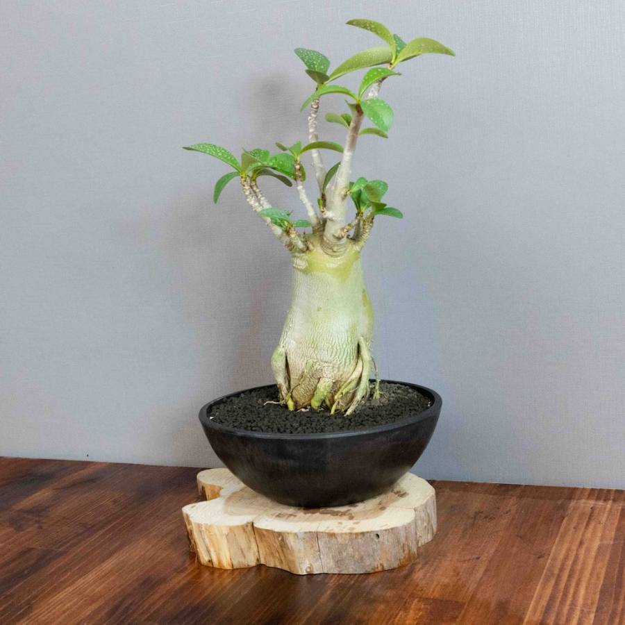 Adenium Obesum 003