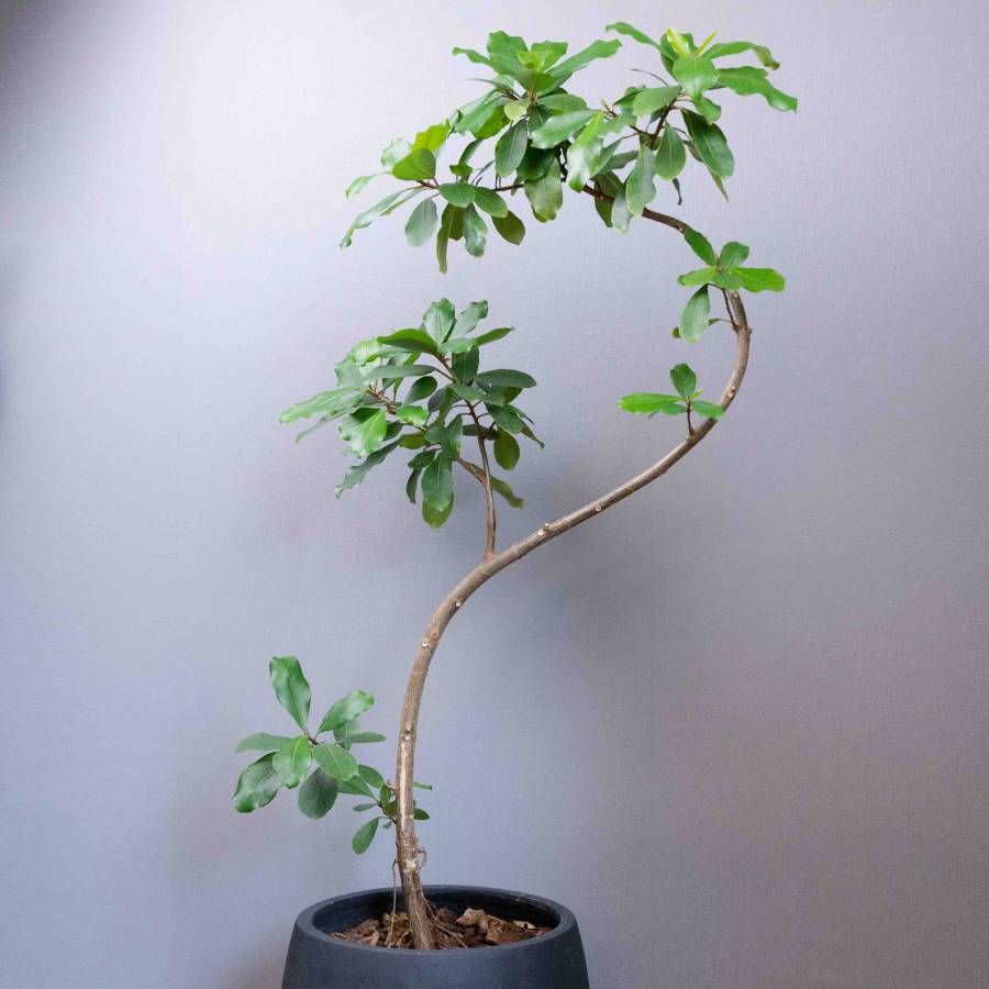 Ficus Lin 001