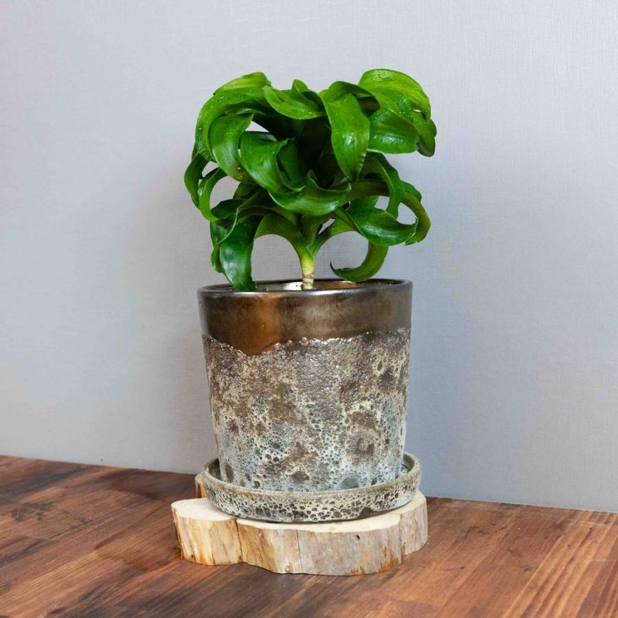 Dracaena tornado 002