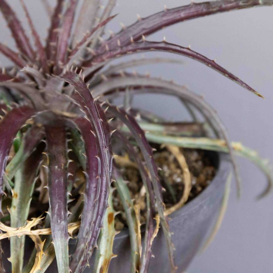 Dyckia Hybrid 001