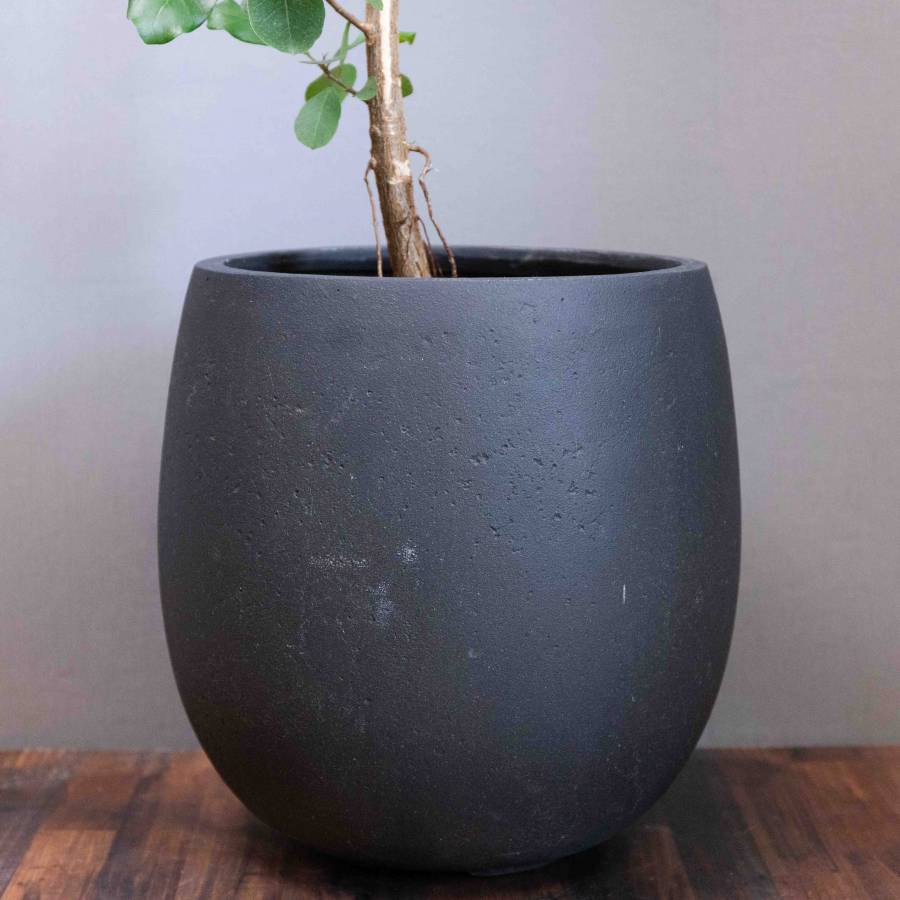 Ficus Lin 001