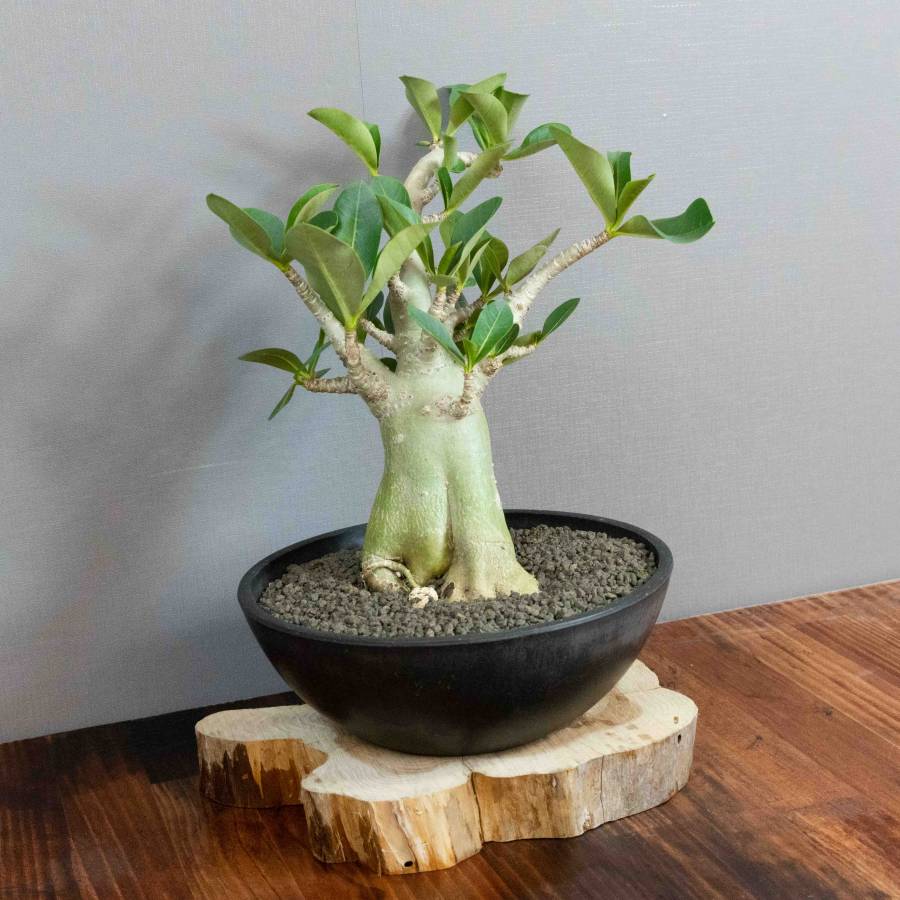 Adenium Obesum 002