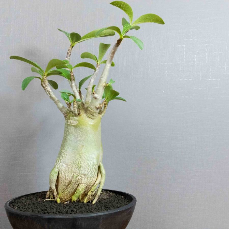 Adenium Obesum 003