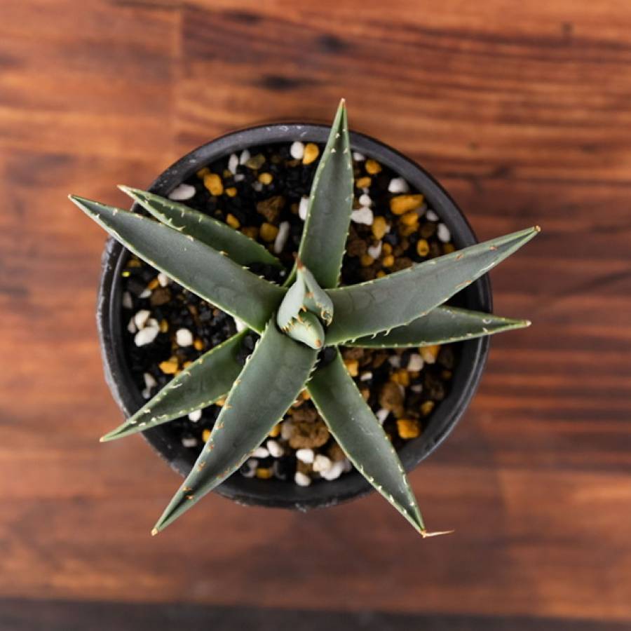 LABELpot AGAVE HYBRID