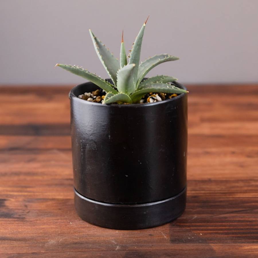 LABELpot AGAVE HYBRID