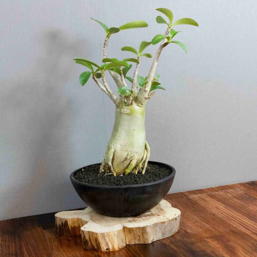 Adenium Obesum 003