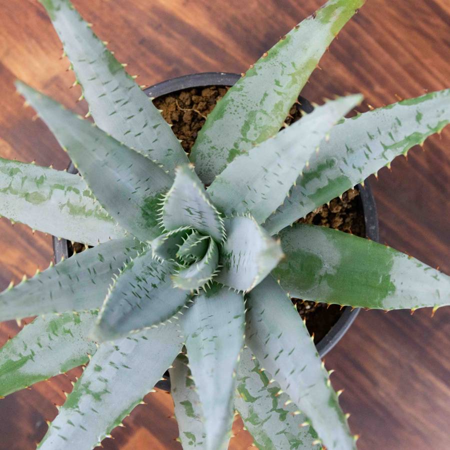 Aloe Peglerae 001