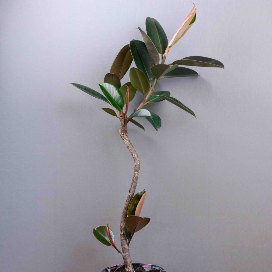 LABELpot FICUS ELASTICA "BURGUNDY"