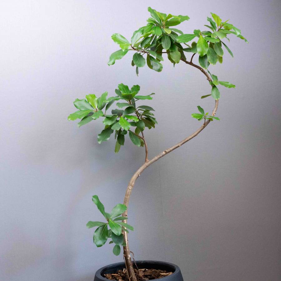 Ficus Lin 001