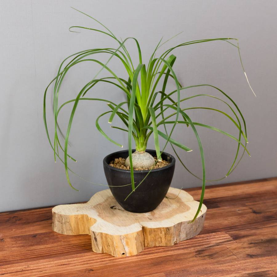 Ponytail palm 001