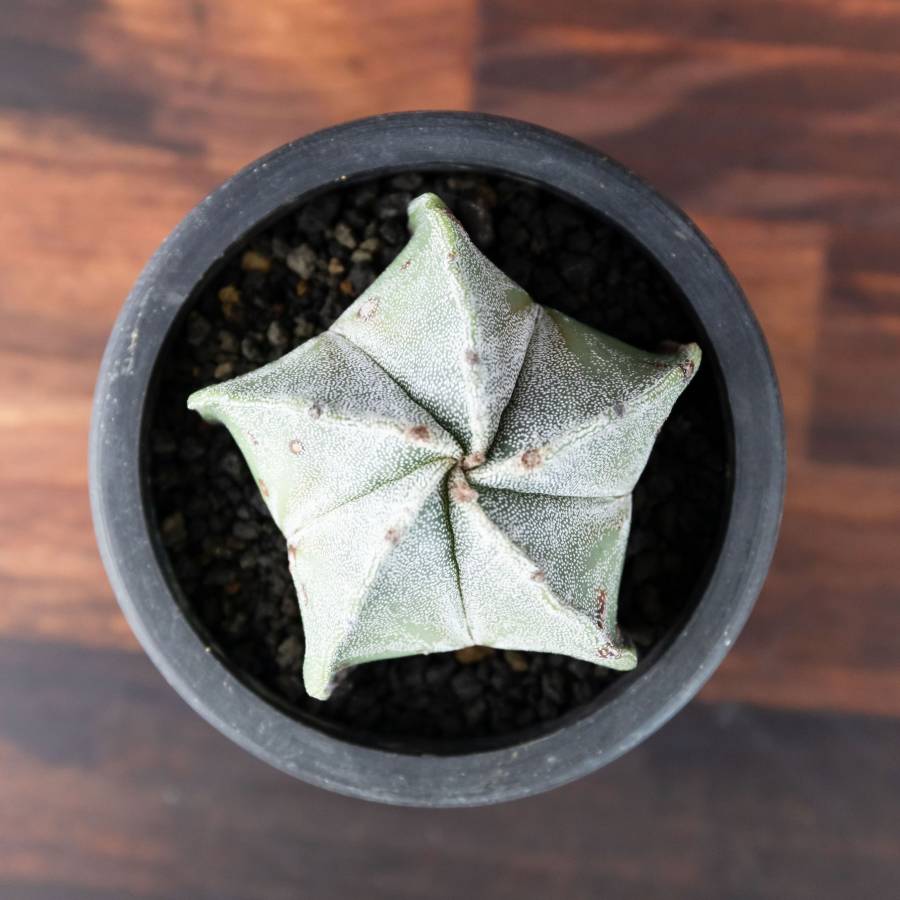 Astrophytum Myrostigm 002