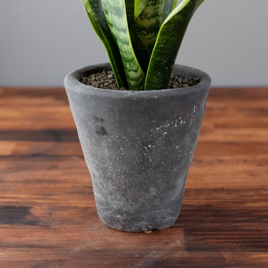 Sansevieria 001