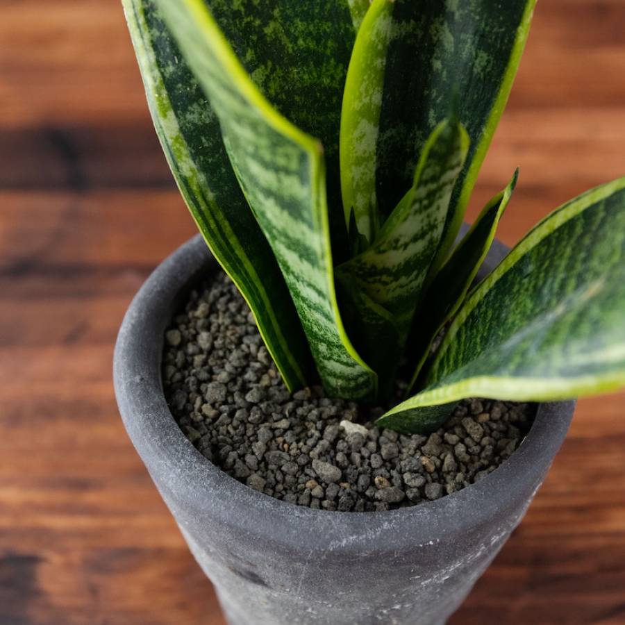 Sansevieria 001