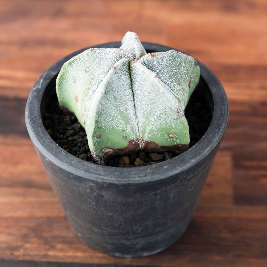 Astrophytum Myrostigm 002