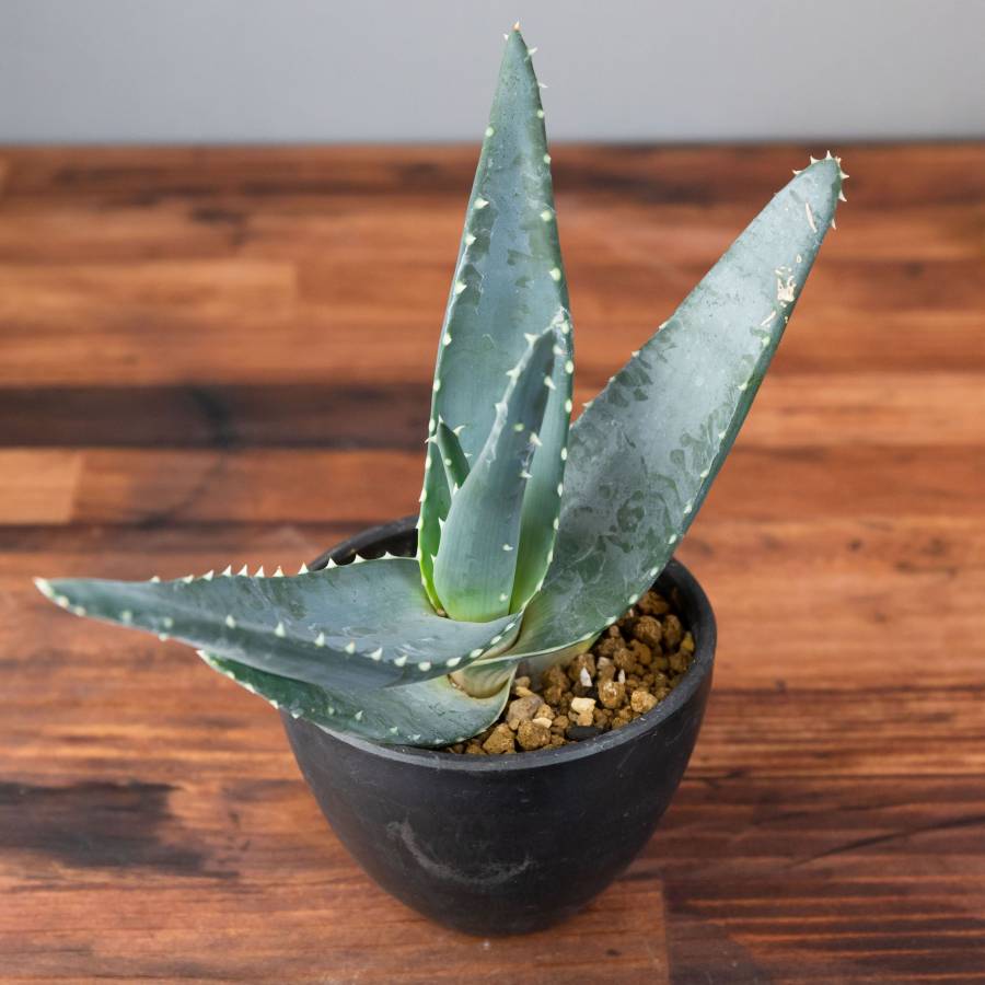 Aloe Comptonii 001