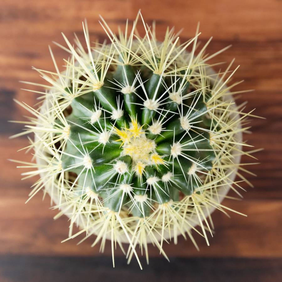 Echinocactus Grusonii 002