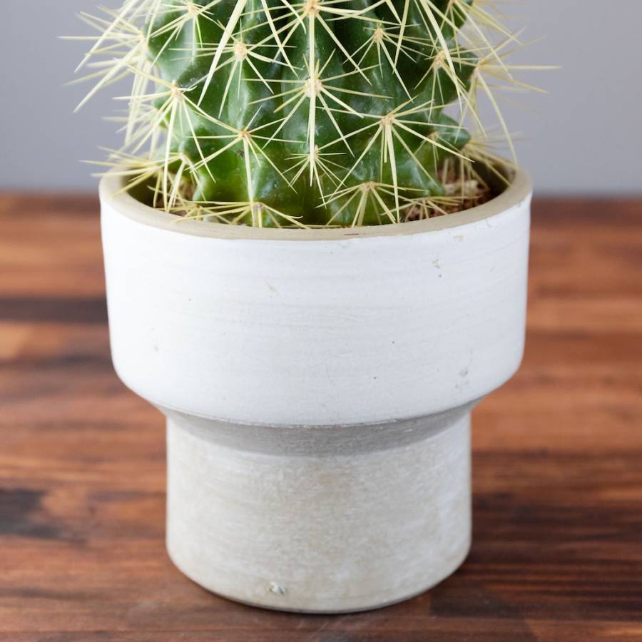 Echinocactus Grusonii 002