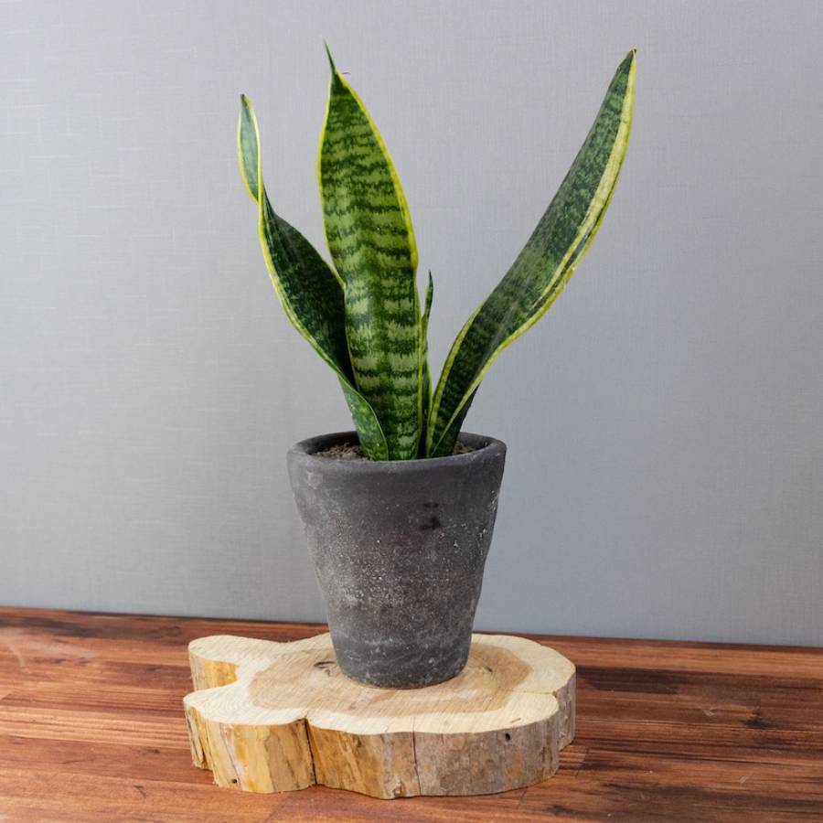 Sansevieria 001