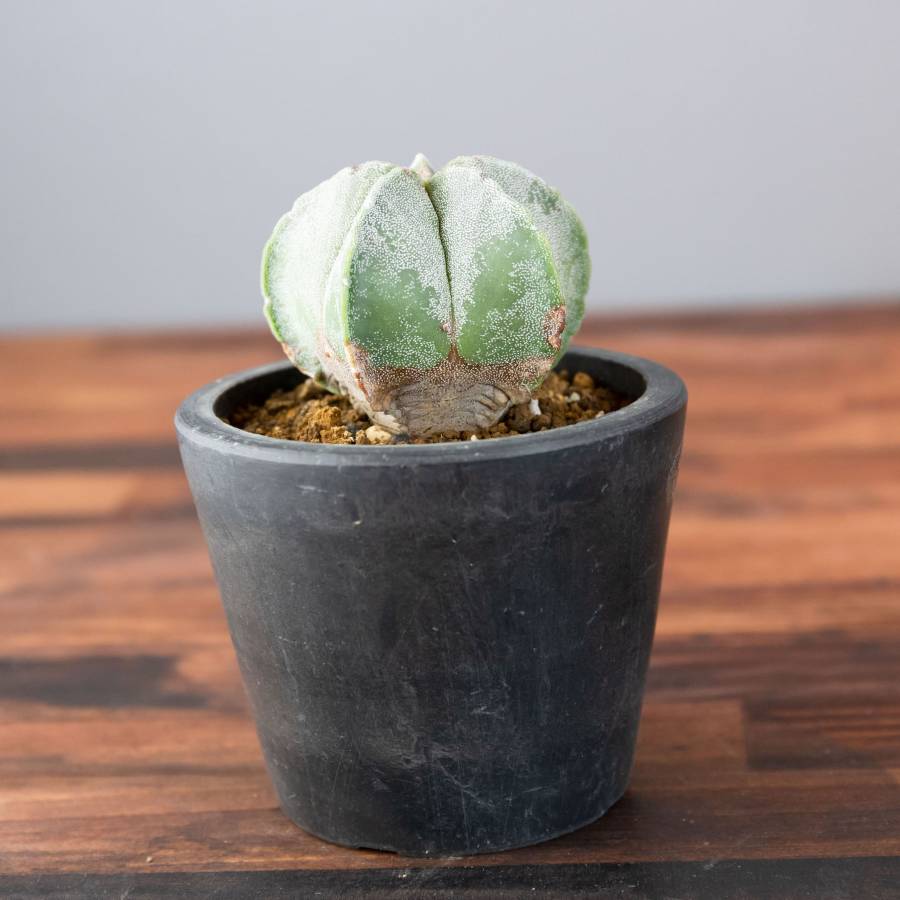 Astrophytum Myrostigm 001