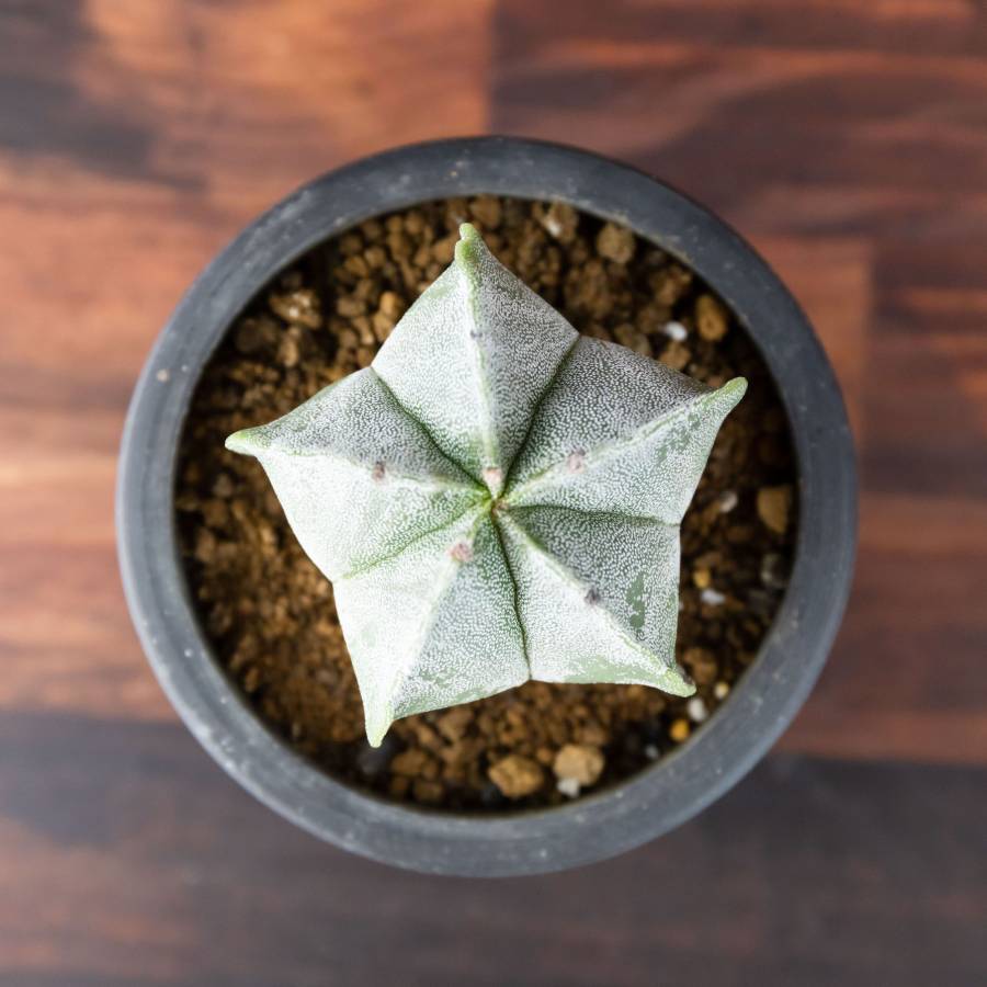 Astrophytum Myrostigm 001