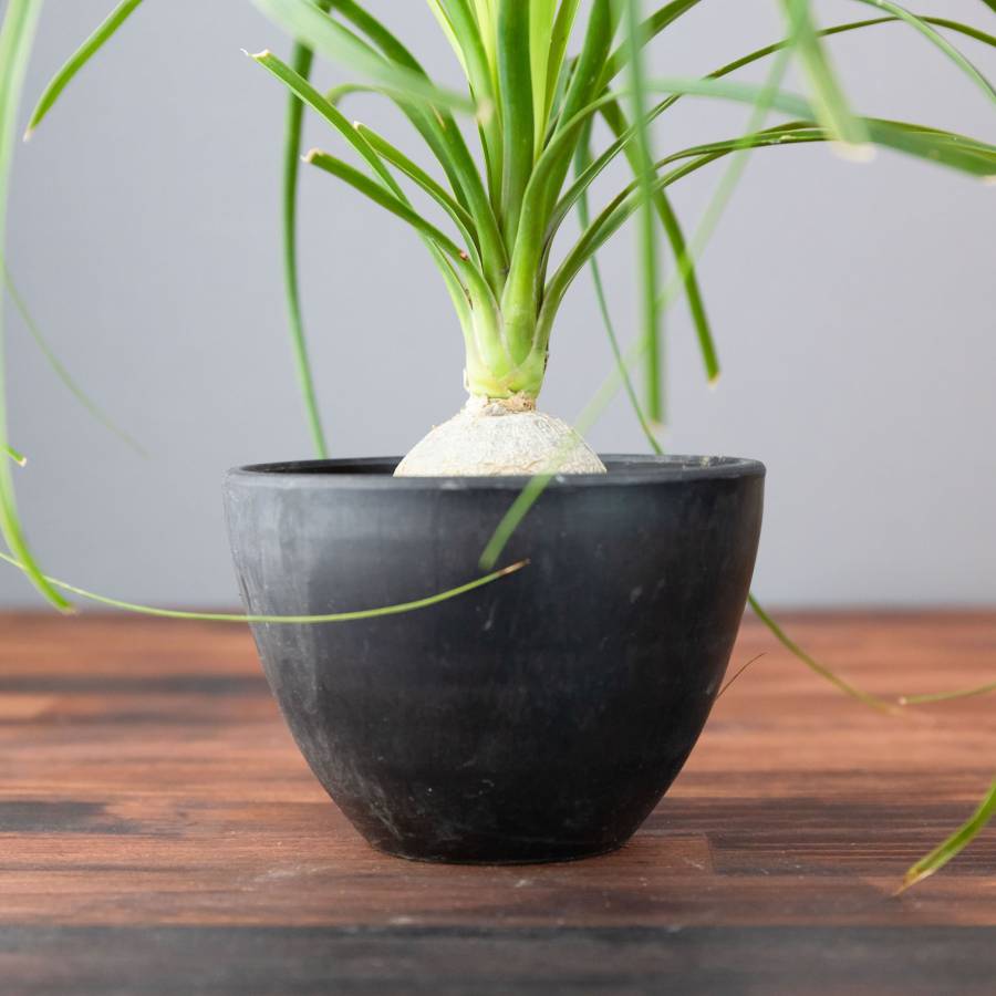 Ponytail palm 001