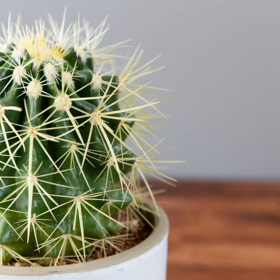 Echinocactus Grusonii 002