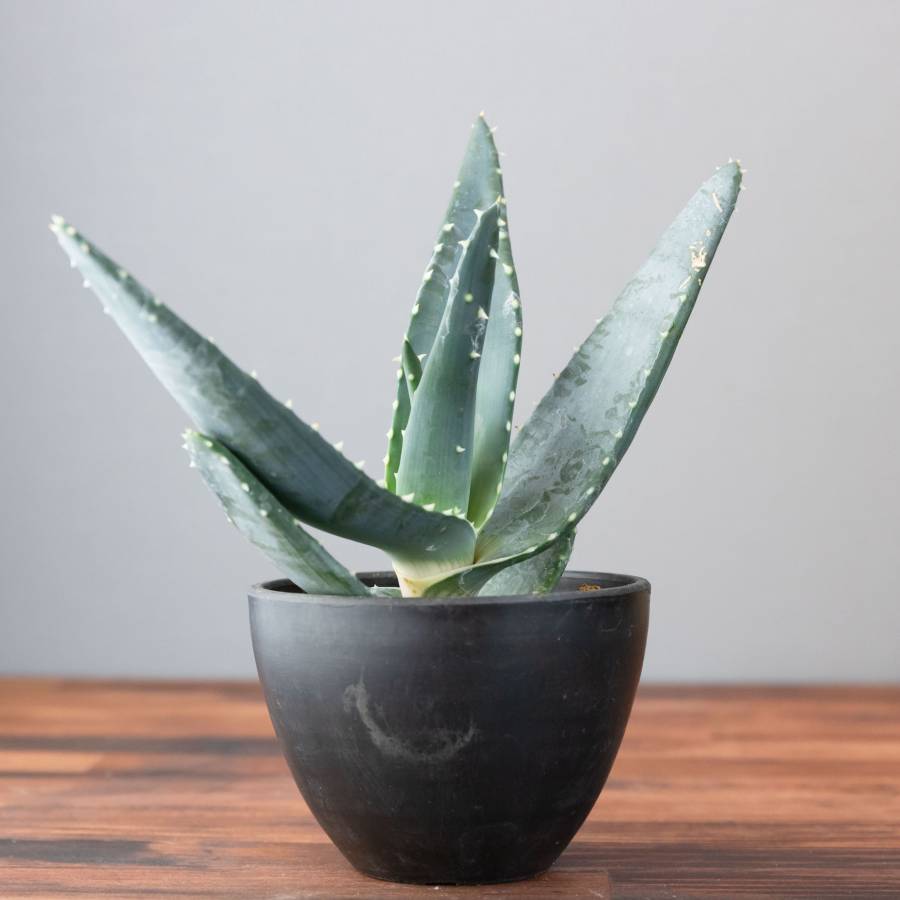 Aloe Comptonii 001