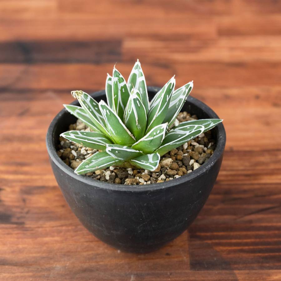 Agave victoriae-reginae 003