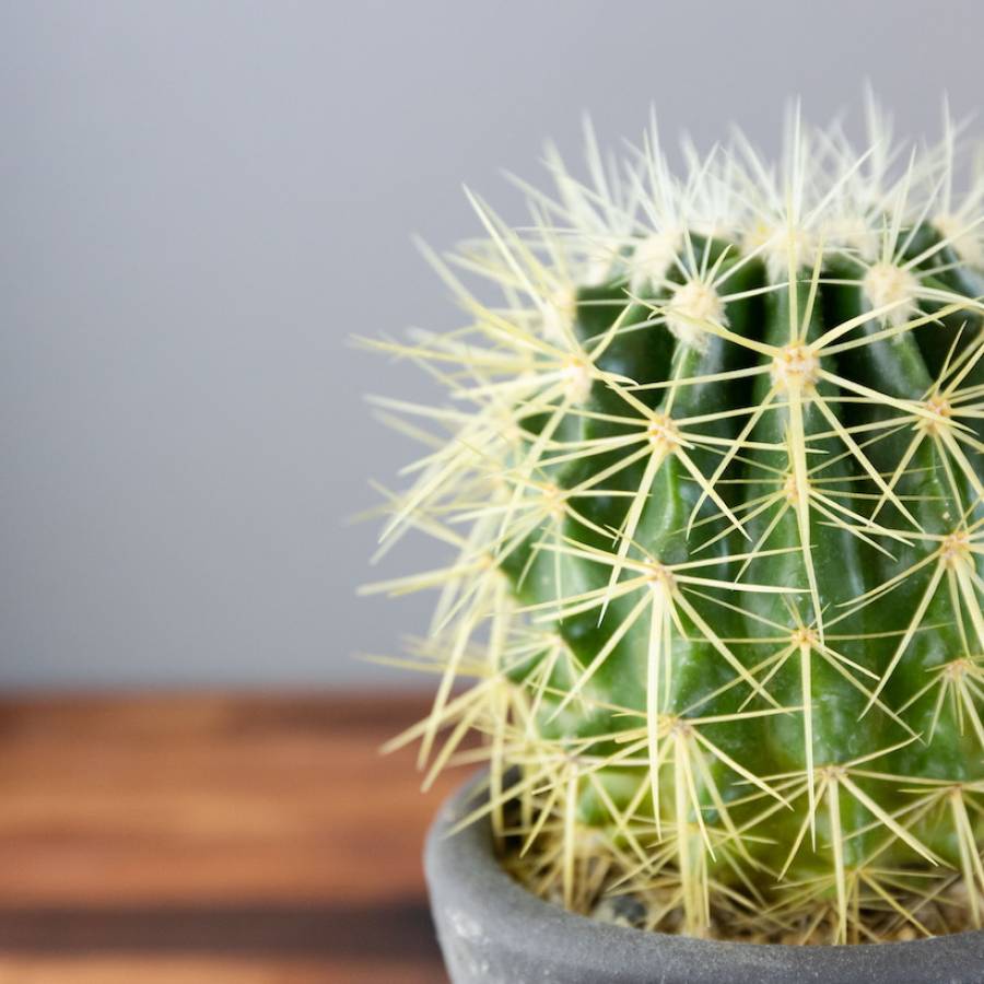 Echinocactus Grusonii 001