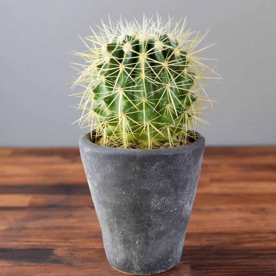 Echinocactus Grusonii 001