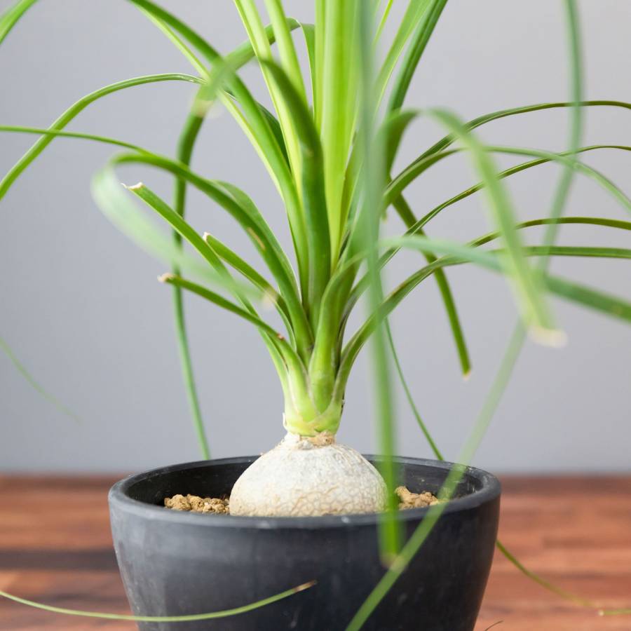 Ponytail palm 001