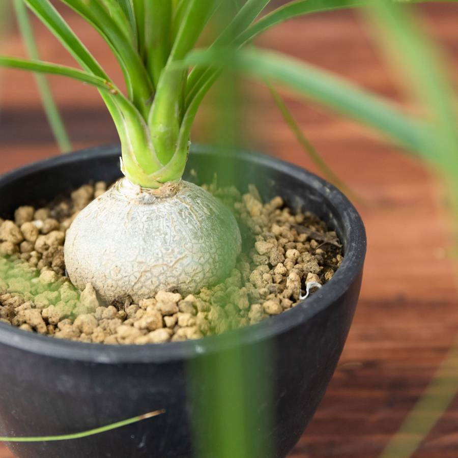 Ponytail palm 001