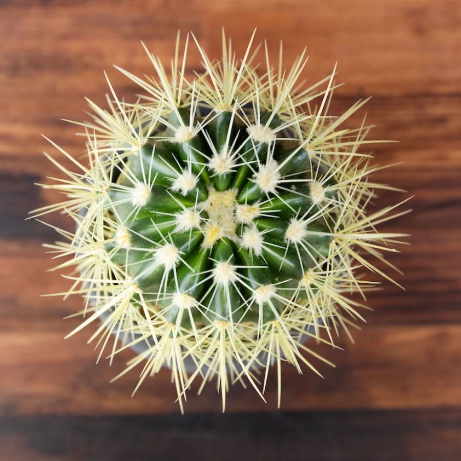 Echinocactus Grusonii 001