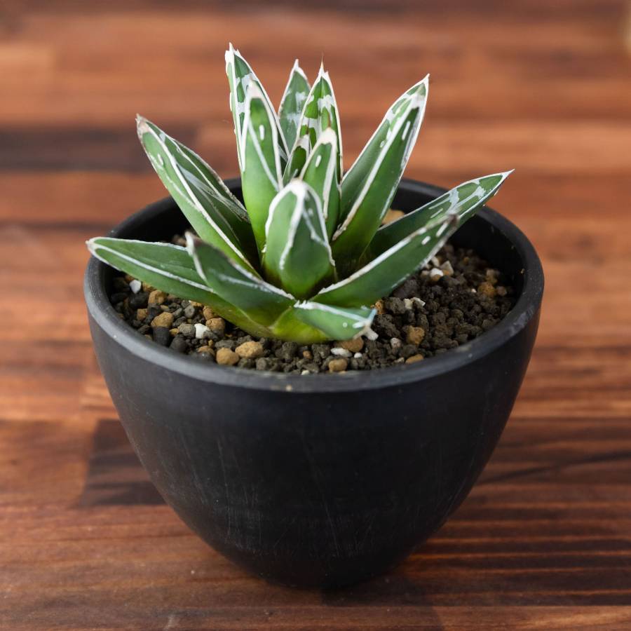 Agave victoriae-reginae 001