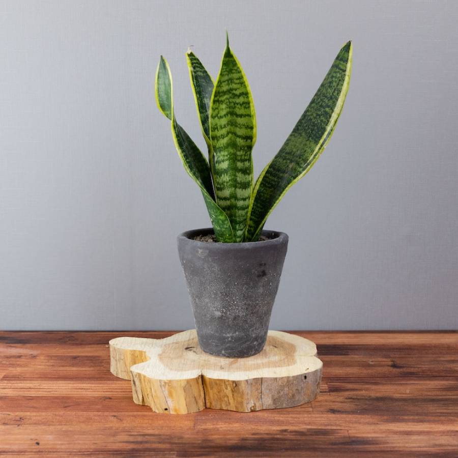 Sansevieria 001