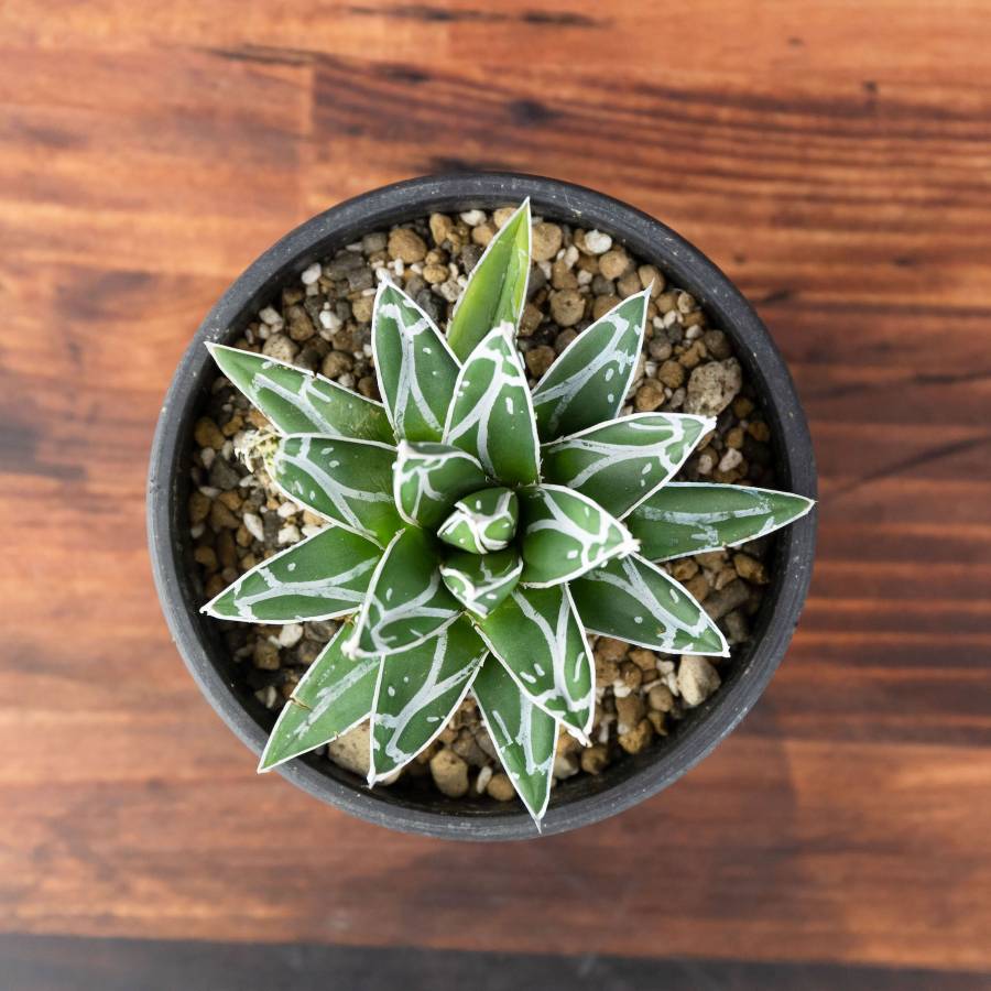 Agave victoriae-reginae 003